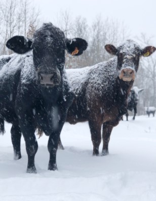 Snow - Cattle