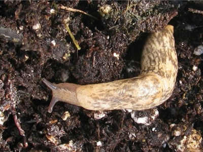 A gray garden slug