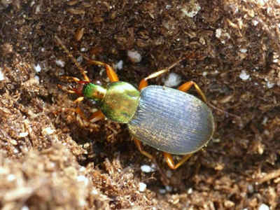 ground beetle