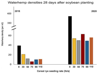 Waterhemp densities