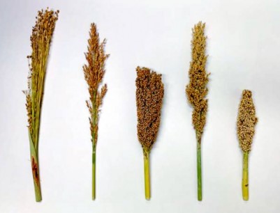 Variation in seed head architecture