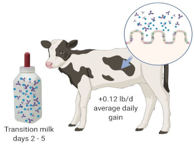 feeding transition milk improved gut health