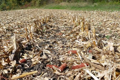 amount of corn residue