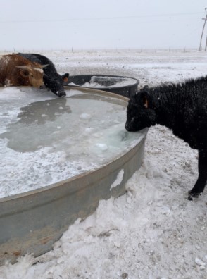 Tending to cattle water