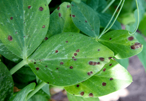 Ascochyta Leaf Blight