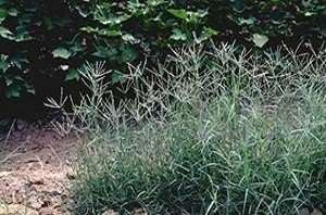 type of bermuda grass weed
