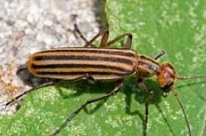 blister-beetle-1