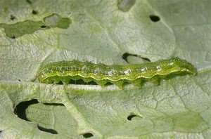 bollworm-complex-3