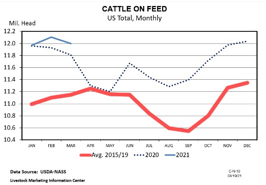 cattle on feed