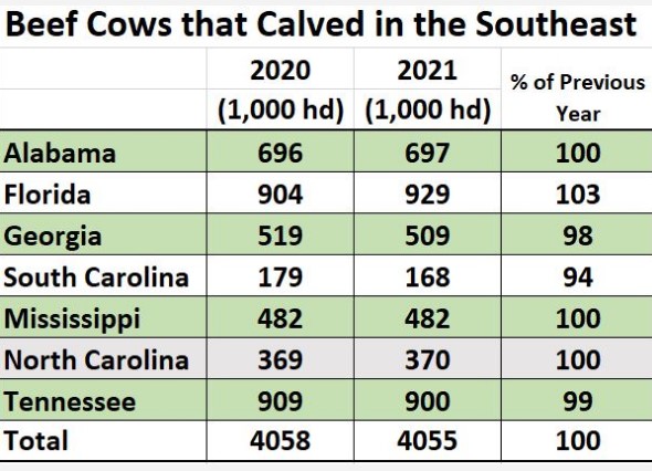 Beef Cows that Calved 2020 vs 2019 Chart