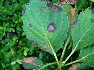 Cercospora Leaf Spot