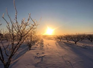 Peach orchard in Central Texas covered in snow