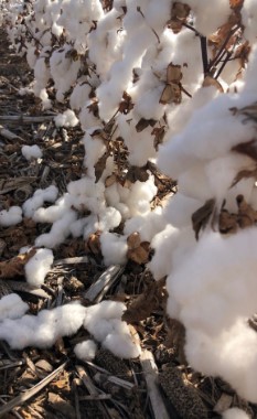 mature cotton bolls laying on the ground and stringing from the plants in the wake of a storm