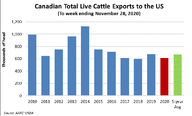Canadian total live cattle export to the US