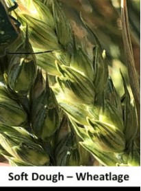 wheat at the soft dough stage