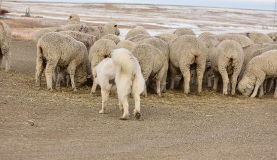 White livestock guardian dog standing near a flock of white sheep.