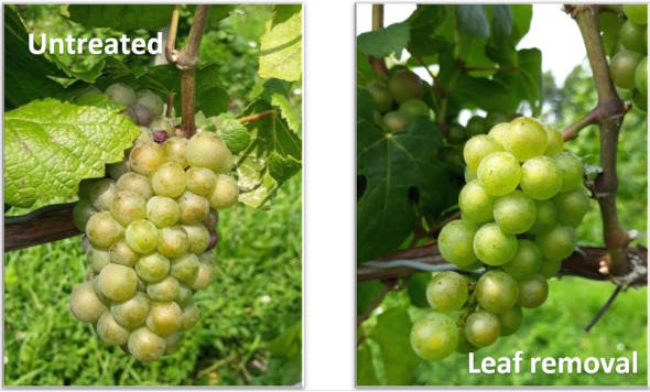 Grapes with leaves removed.