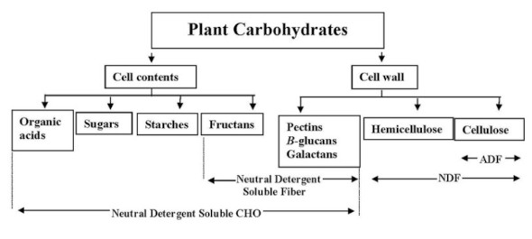 Structural and nonstructural carbohydrates of plants. Source: Mary Bell Hall, 2000.