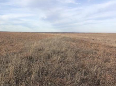 Land that is a part of the Conservation Reserve Program in the panhandle of Oklahoma