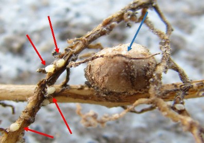 SCN on soybean roots