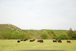 Photo of cattle grazing on Bartush Ranch 