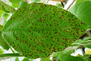 Frogeye Leaf Spot