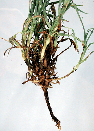 Fusarium Root Rot
