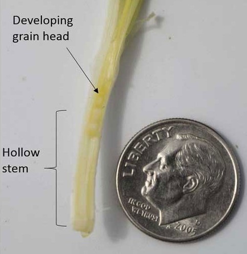 Wheat plant reaching the first hollow stem stage of growth, characterized by approximately 1.5 cm (or roughly the diameter of a dime) of hollow stem underneath the developing grain head.
