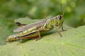 grasshoppers-1