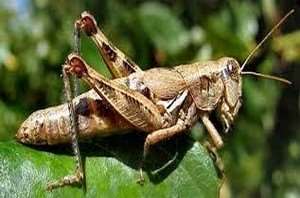 grasshoppers-2