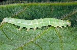 green-cloverworm-1