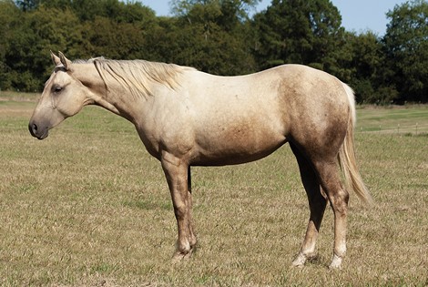 Figure 2. The horse is standing with front legs square and hind legs offset.