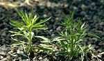 horseweed-2