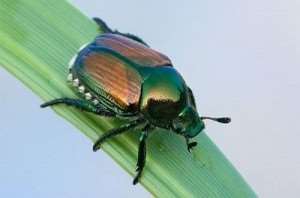 japanese-beetle-1