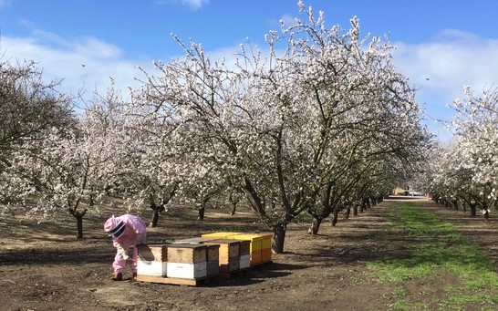 Nut crops are three of California's top five agricultural exports.