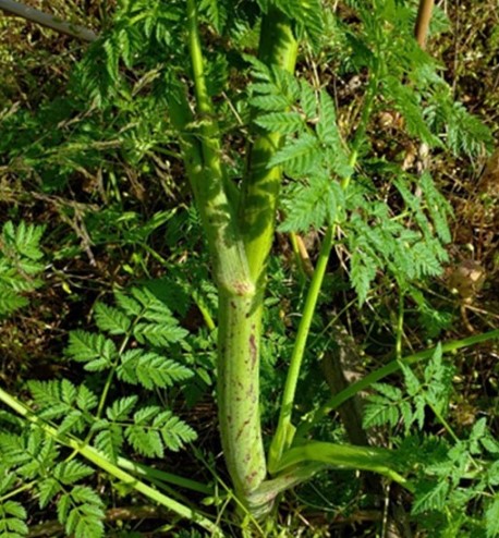 Vegetative stage of poison hemlock. Note purple blotches on the main stem. Source: D. Lingenfelter, Penn State Weed Science images.