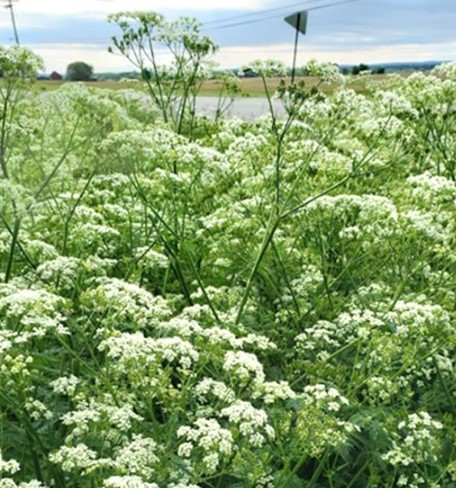 Poison hemlock at flowering. Source: D. Lingenfelter, Penn State Weed Science images