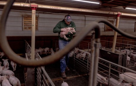 Brian Pridgeon cradles a piglet on his farm