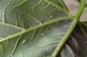potato-leafhopper-3