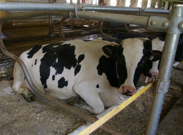 Cows rest comfortably when they have ample room, reducing stress and injury.