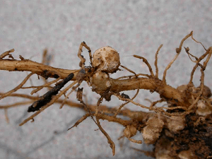 Root-knot Nematodes