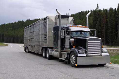 Livestock Truck