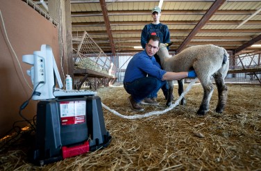 Dr. Rodolfo Cardoso takes a sonogram on a ewe in a barn to check for fertility.