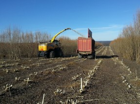 Researchers suggest that when it comes to growing shrub willow, the harvestable crop isn’t the only valuable outcome for farmers.