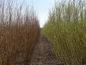 Two types of shrub willow: Fabius (left) and Preble (right).