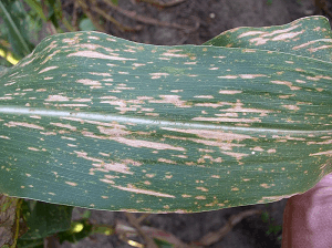 Southern Corn Leaf Blight