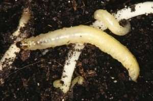southern-corn-rootworm-2