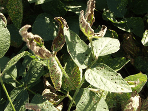 Soybean Sudden Death Syndrome