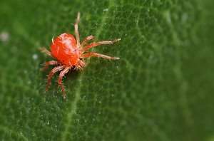 spider-mites-2