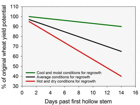 Percent of original wheat yield potential as affected by days of grazing past first hollow stem and weather conditions following grazing termination. 